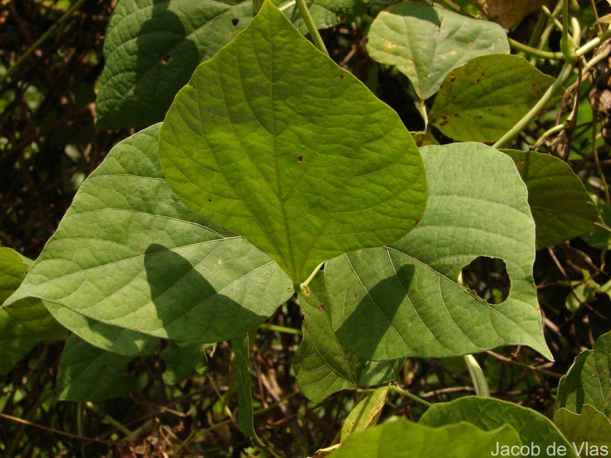 Lablab purpureus (L.) Sweet